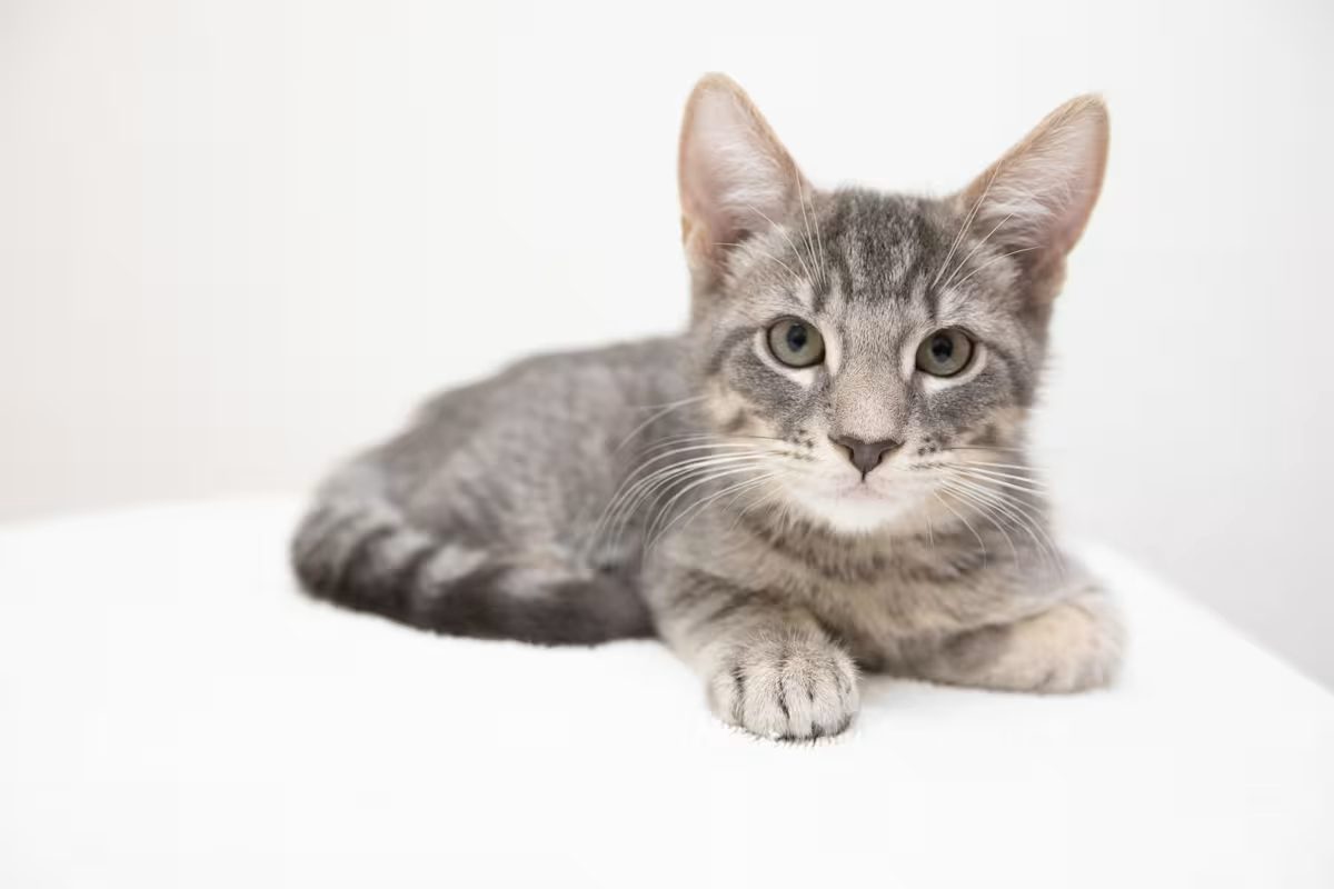 grey cat laying down