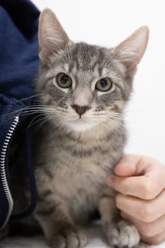 grey cat being held