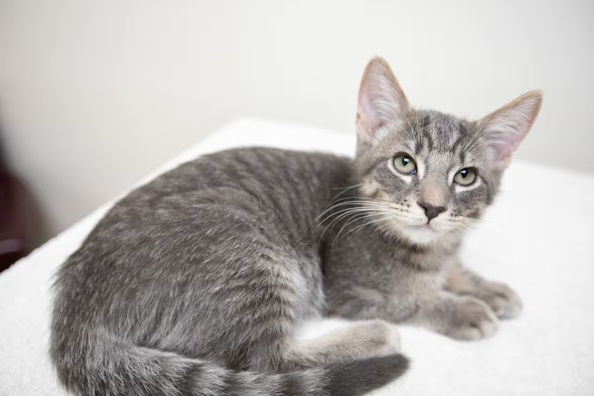 grey cat laying down