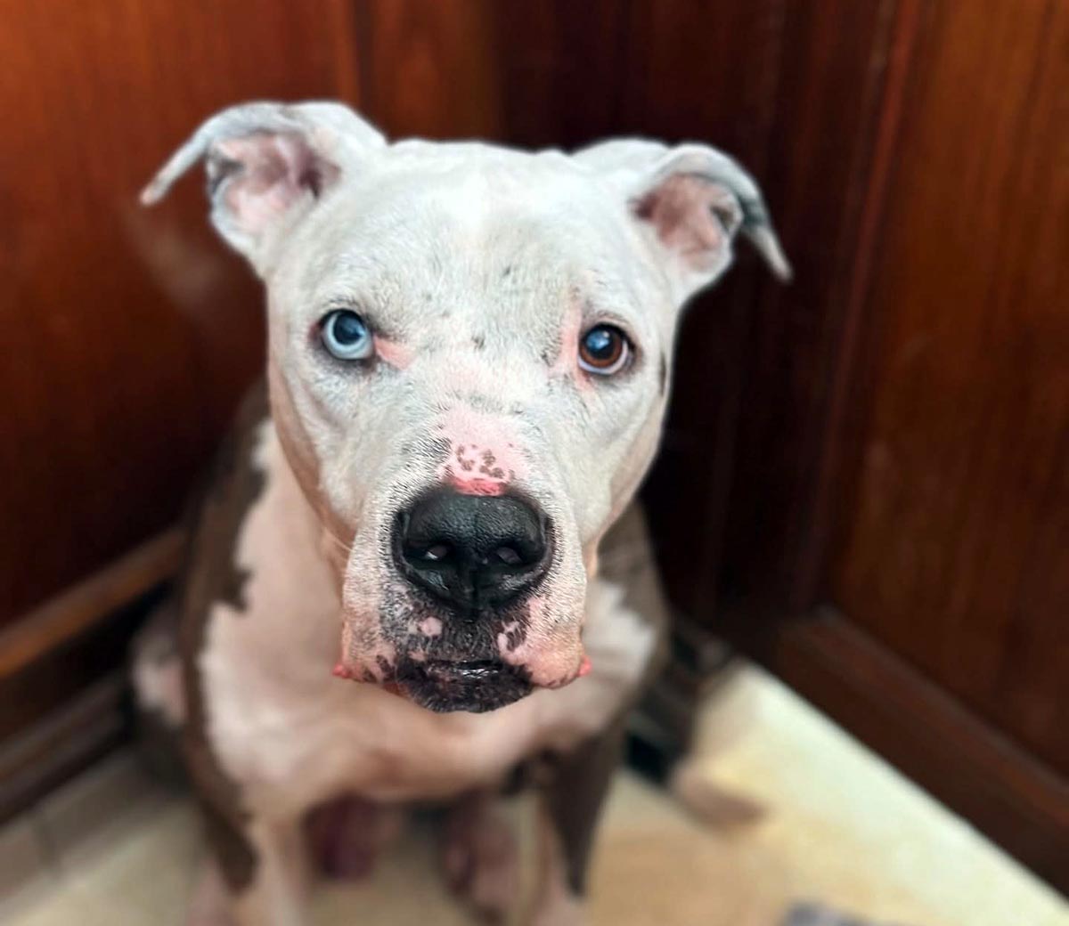 brown and white dog sitting