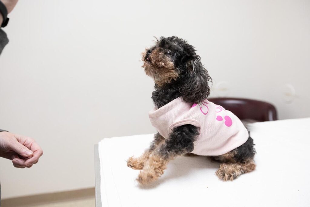 grey and tan curly dog wearing a sweater