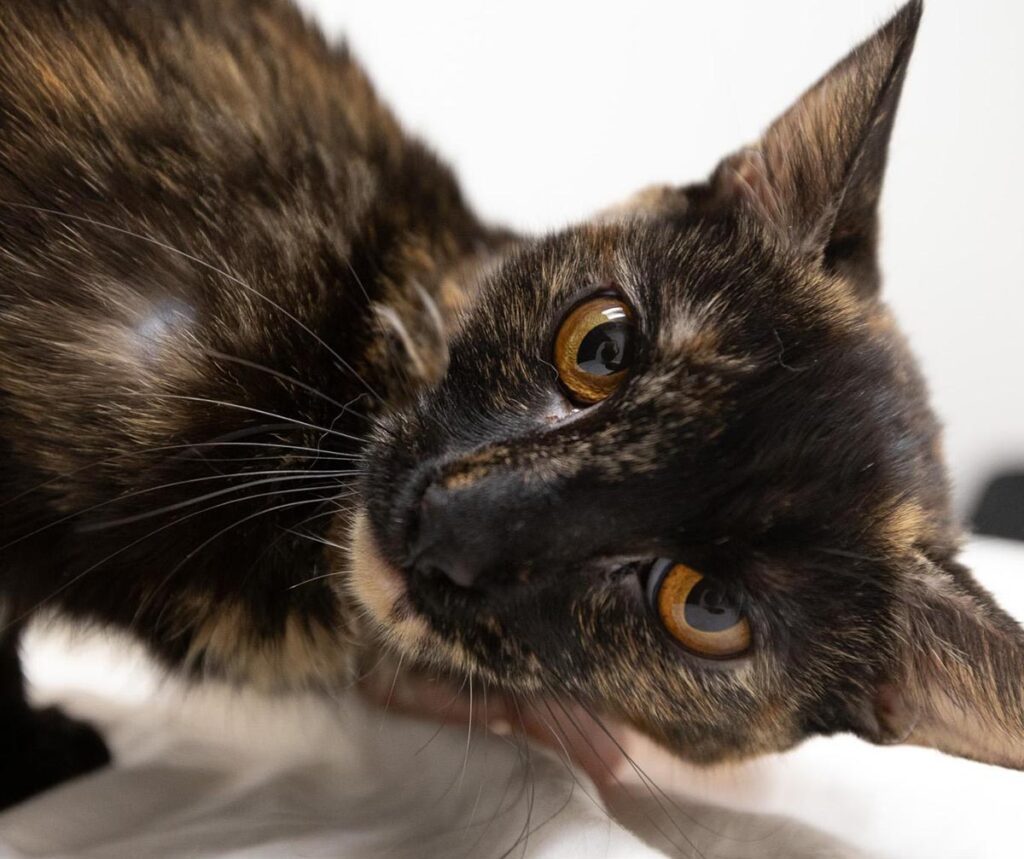 dark brown and black cat with golden colored eyes
