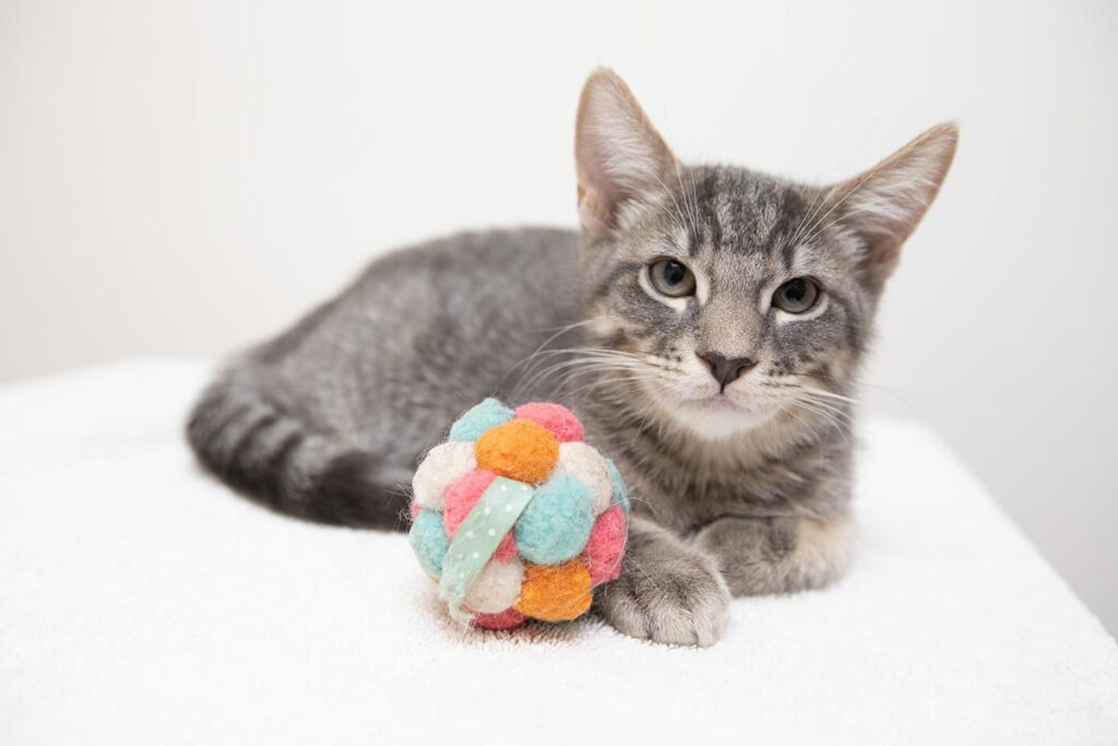 grey cat laying down with a colorful toy