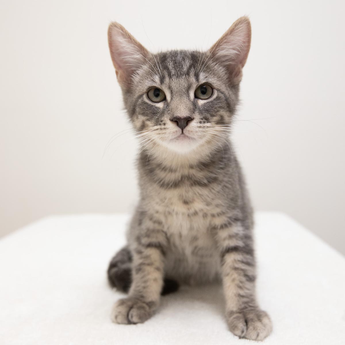 grey cat sitting on a white blanket