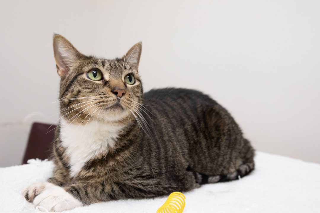 Brown Tabby Cat Looking Upward