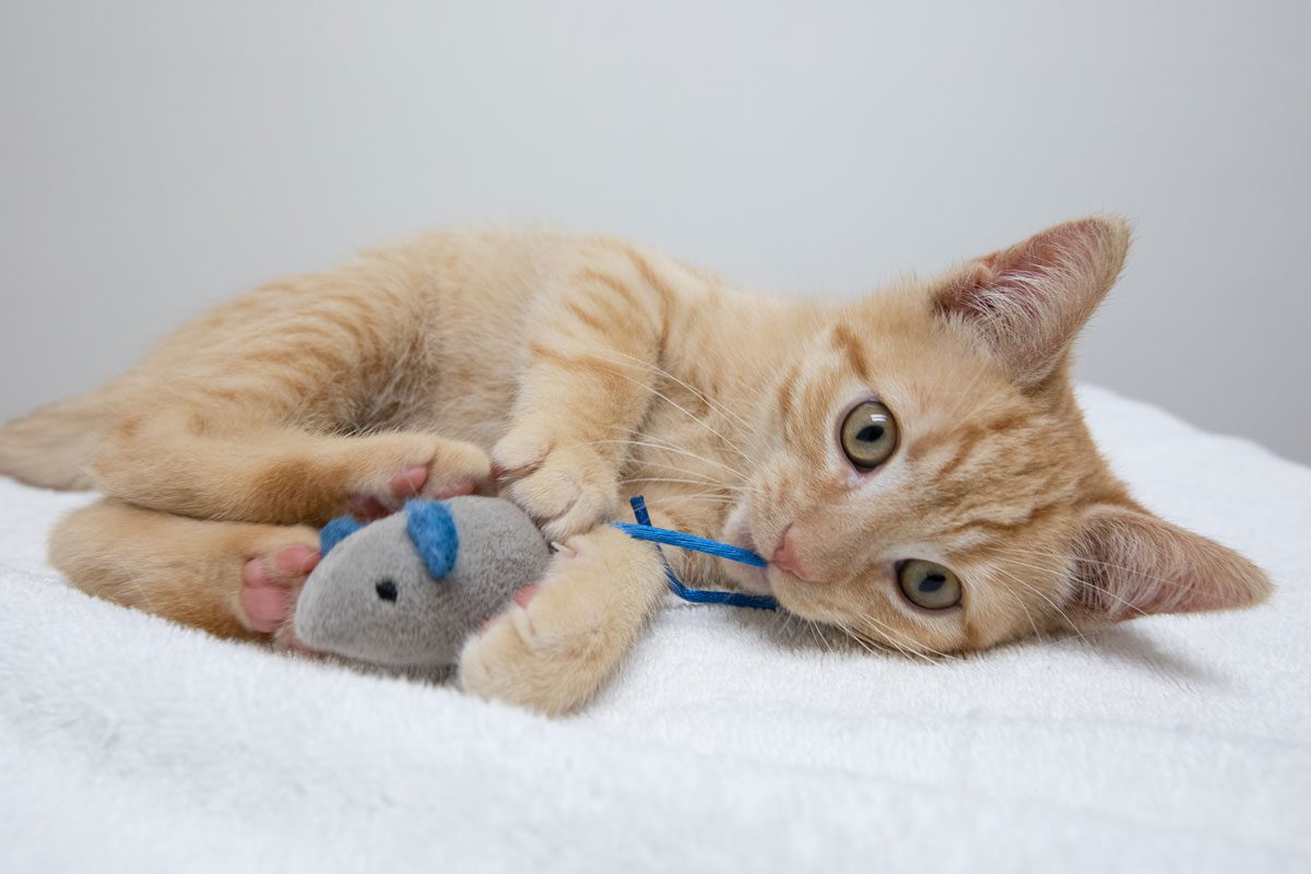 Orange Kitten Playing With Toy Mouse