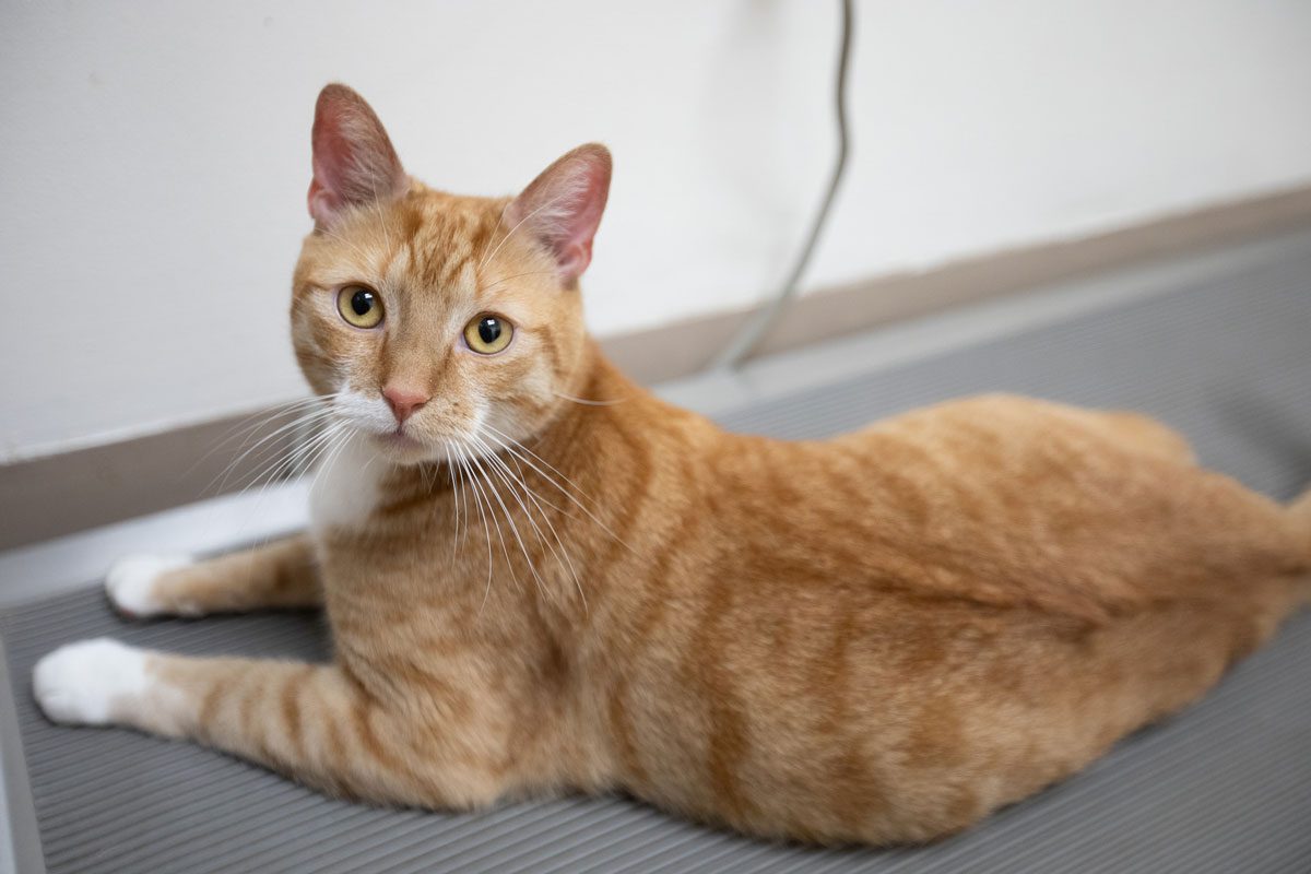 Orange Tabby Cat Laying Down