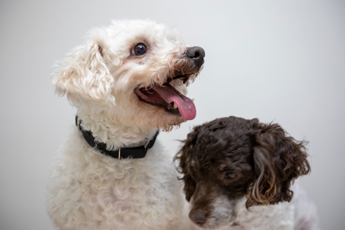 Two Curly Haired Dogs