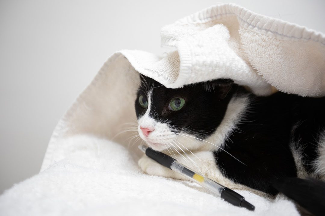 Cat With Towel