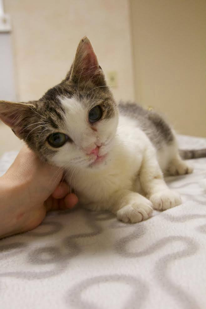 white and grey cat laying down and being pet