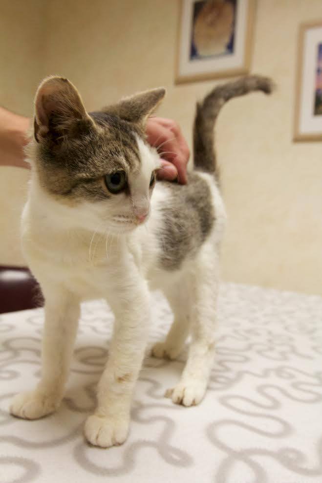white and grey cat standing and being pet