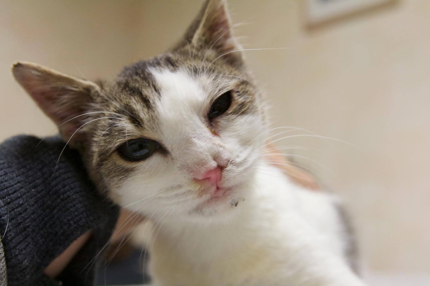 close up on a white and grey cats face