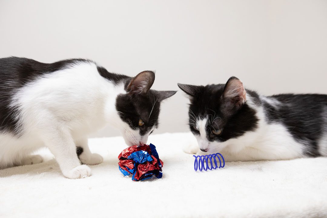 Two Cats Playing With Toys