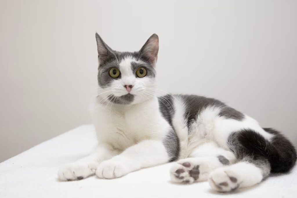white and grey cat laying down