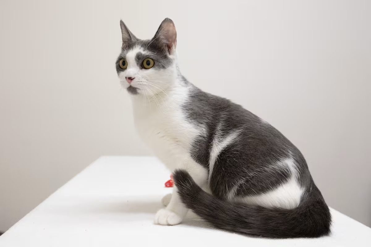 white and grey cat sitting