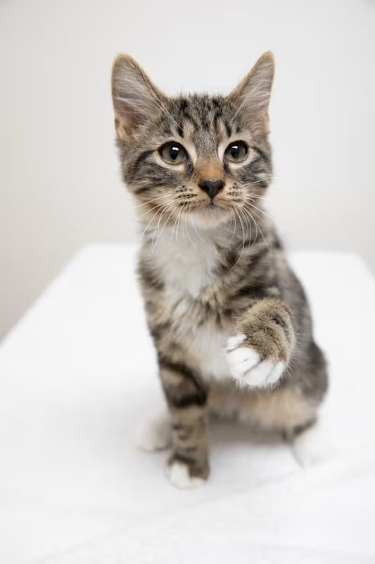 brown and grey cat pawing at a toy