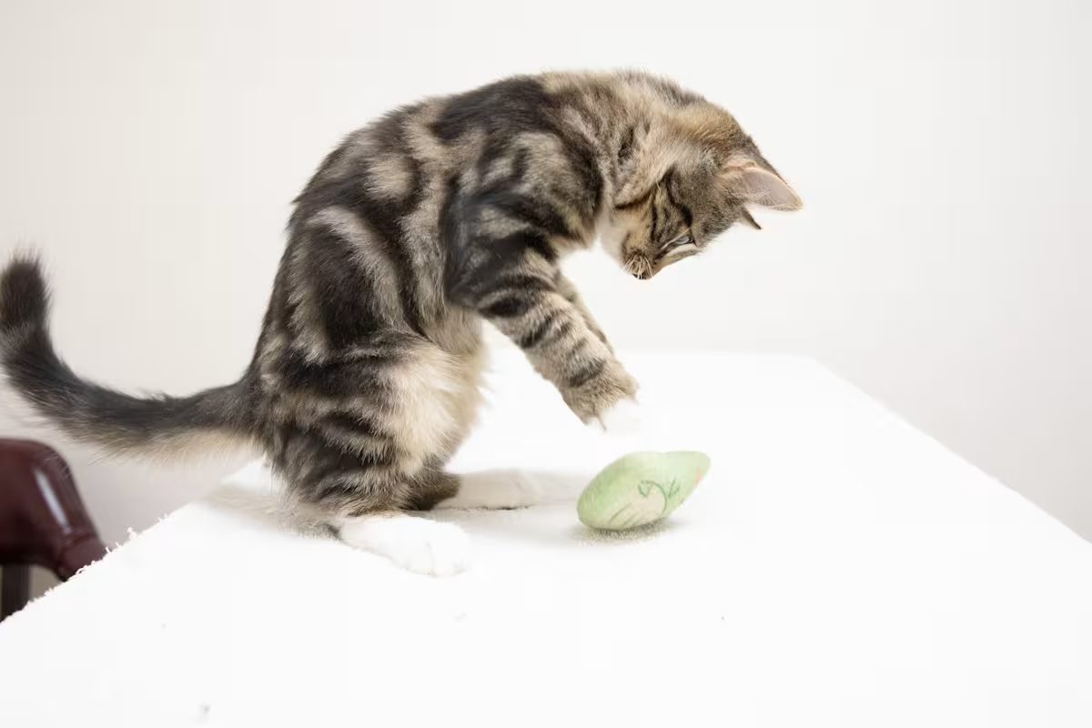 brown and grey cat playing with a small toy