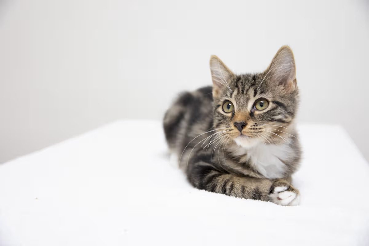 grey and white cat laying on a white blanket