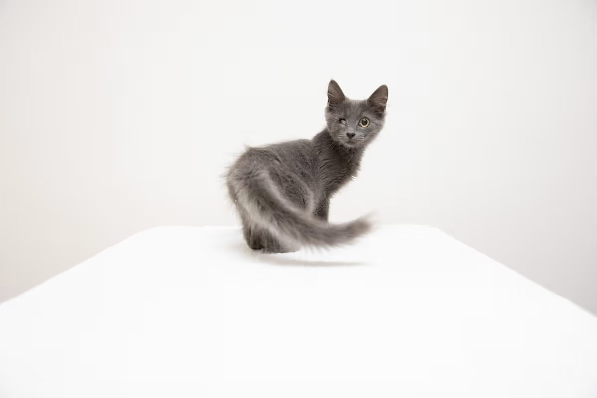 grey kitten playing on a white blanket