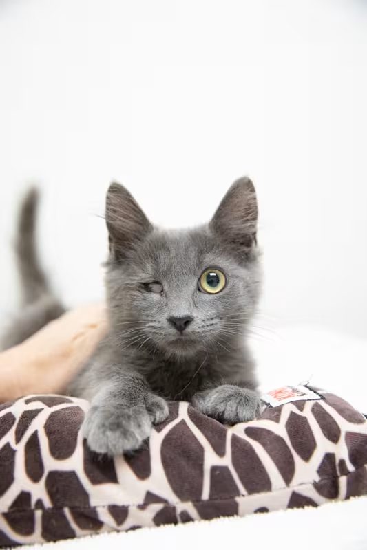 grey kitten laying down on a brown and white pillow