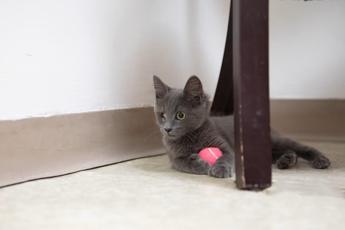 grey kitten laying down with a pink ball in their paws
