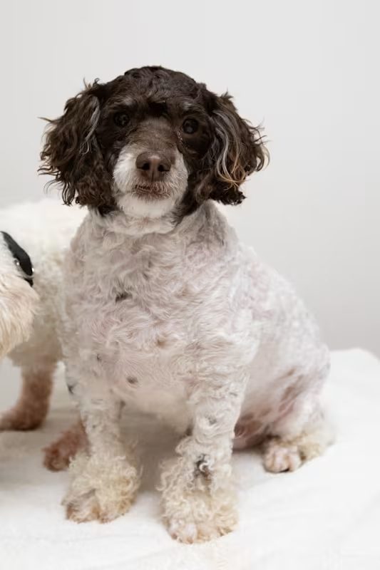 brown and white curly dog sitting on a white blanket