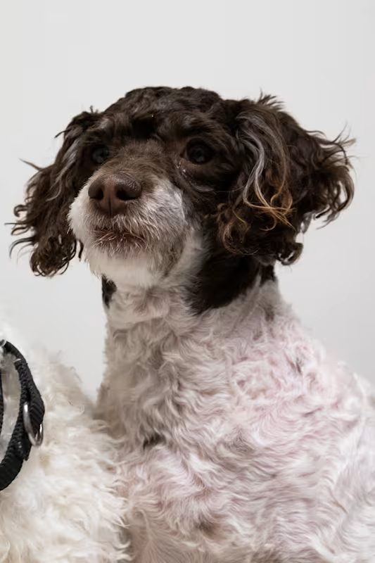 brown and white curly dog