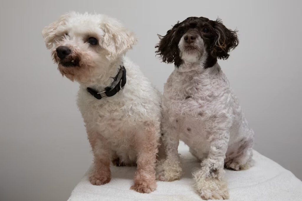 white curly dog sitting next to a brown and white curly dog