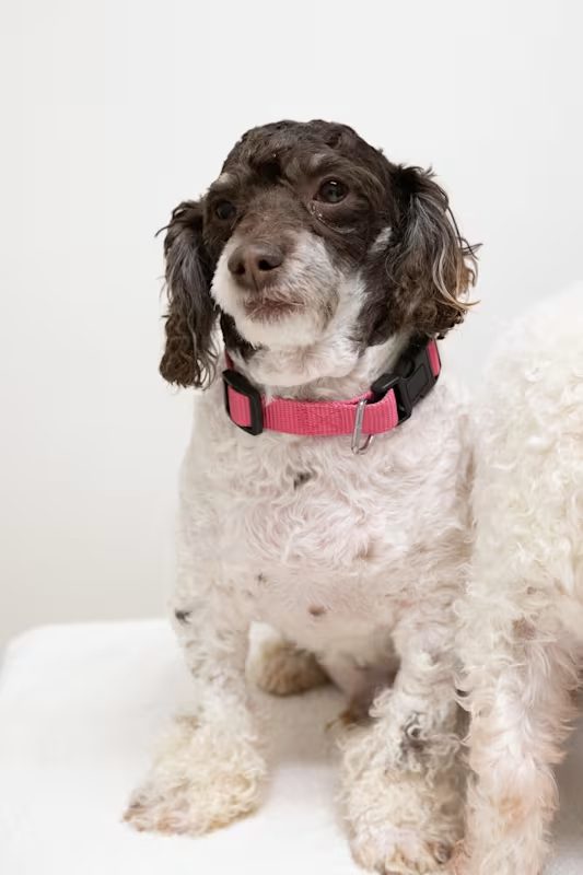 brown and white curly dog with a pink collar