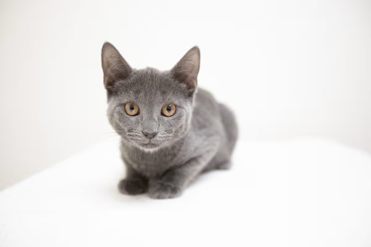 light grey cat with brown eyes laying down on a white blanket