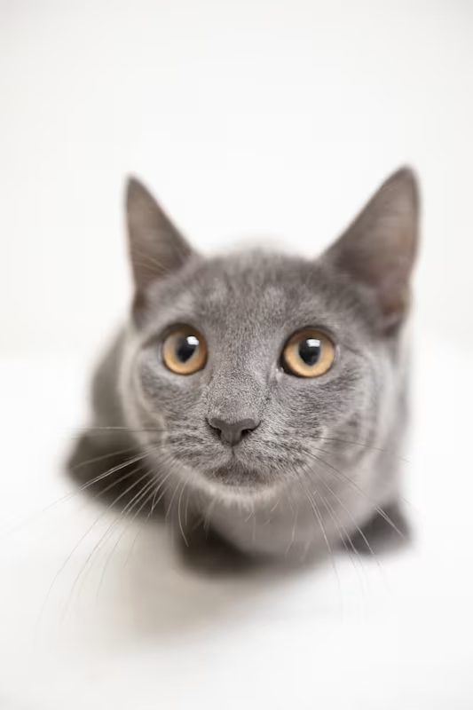 light grey cat with brown eyes looking up