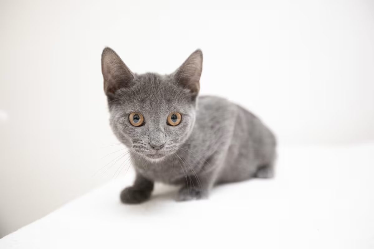 curious light grey cat with brown eyes