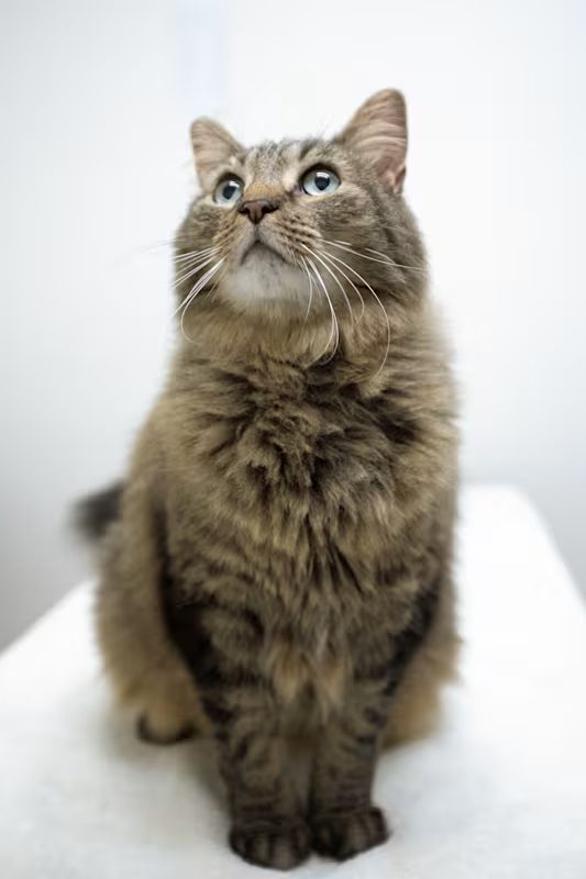 tan and brown cat with light blue eyes sitting down and looking up