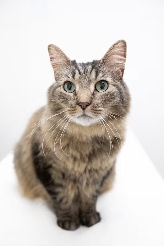 tan and brown cat with light blue eyes