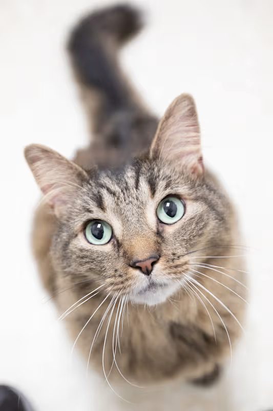 tan and brown cat with light blue eyes