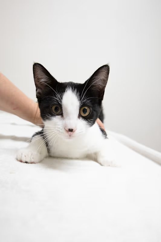 black and white kitten laying on a white blanket
