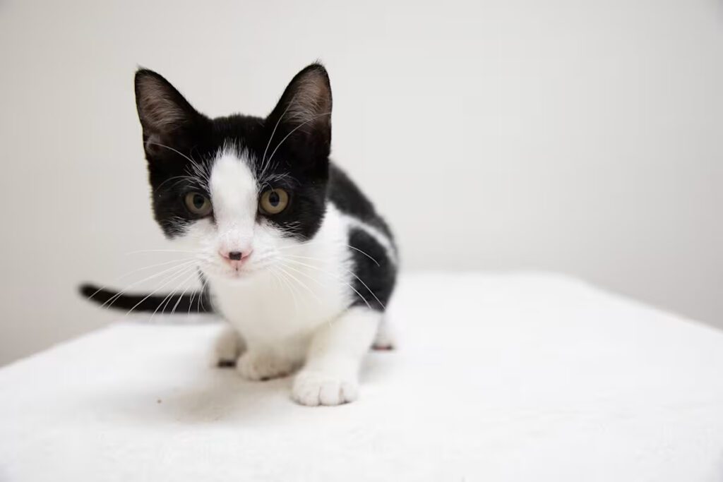 black and white kitten playing