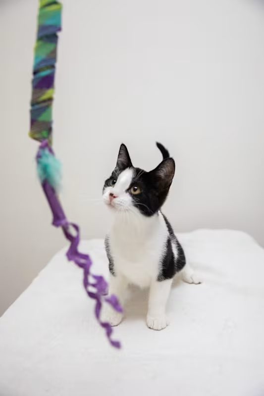 black and white kitten playing with a purple string toy