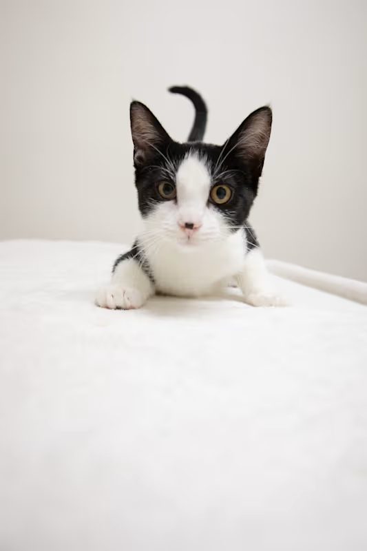 curious black and white kitten