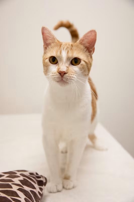 tan and white kitten