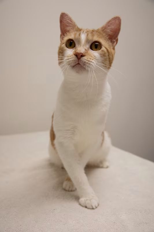 tan and white kitten sitting on a white blanket