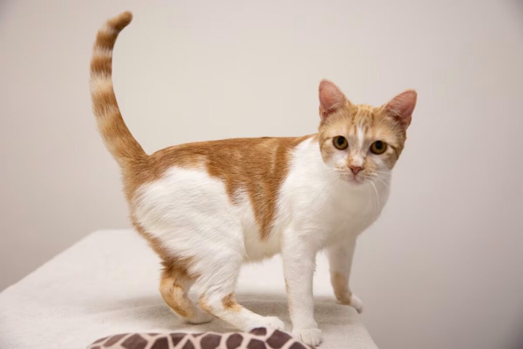 tan and white kitten standing up with their tail in the air