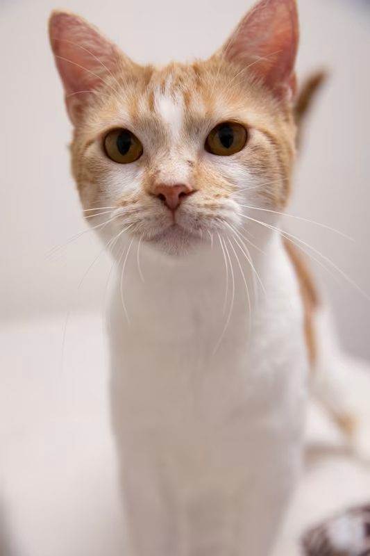 tan and white kitten