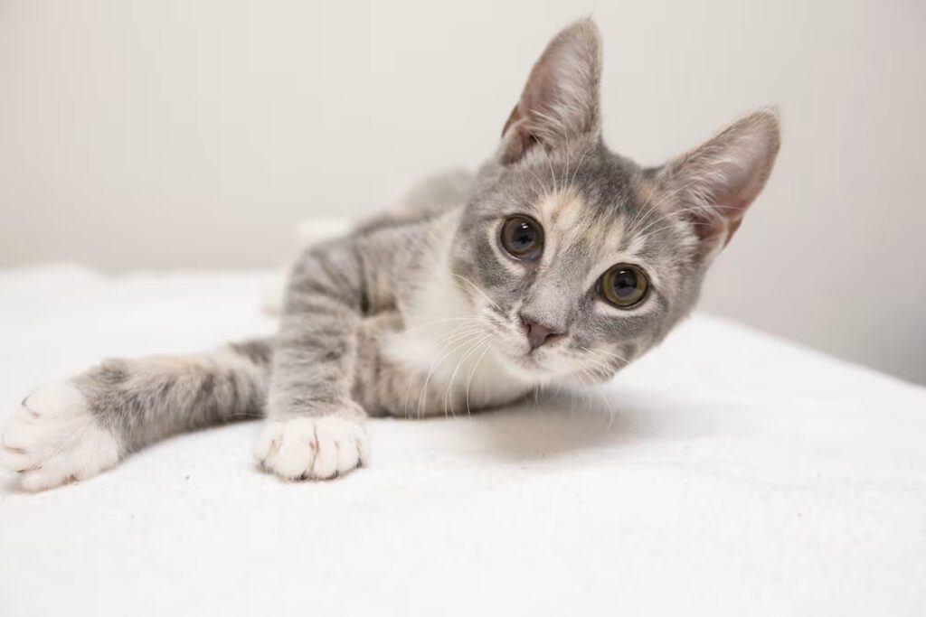 light grey kitten laying on a white blanket