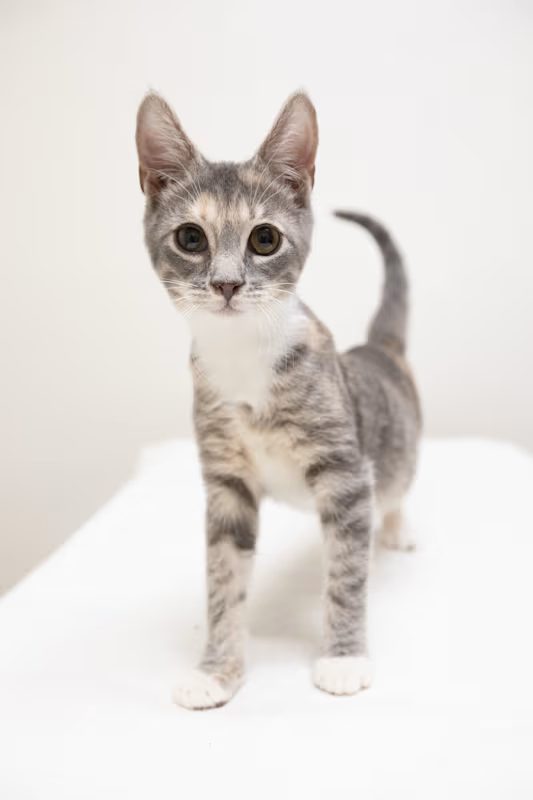 light grey kitten standing up