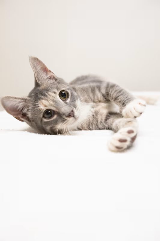 light grey kitten laying on a white blanket