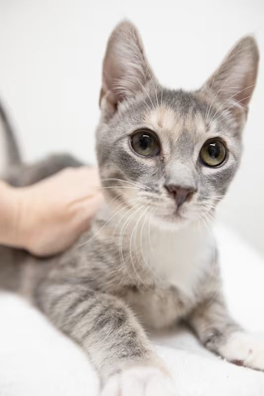 light grey kitten