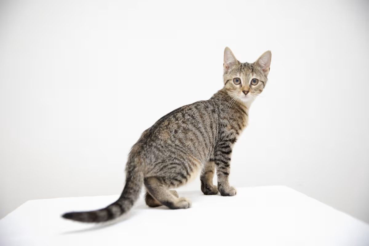 tan and black kitten standing up