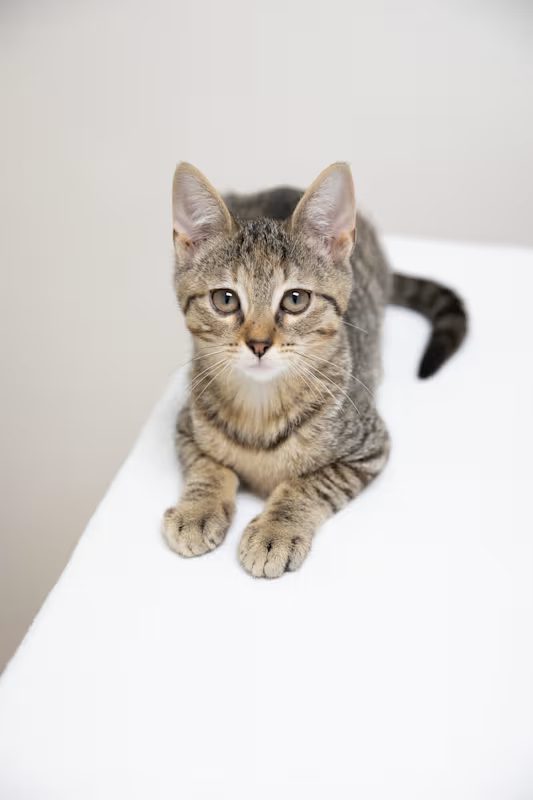 tan and black kitten laying on a white blanket