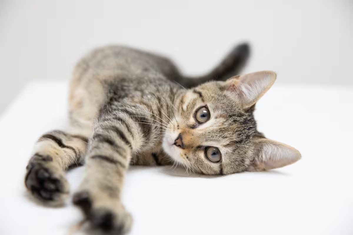 tan and black kitten stretching